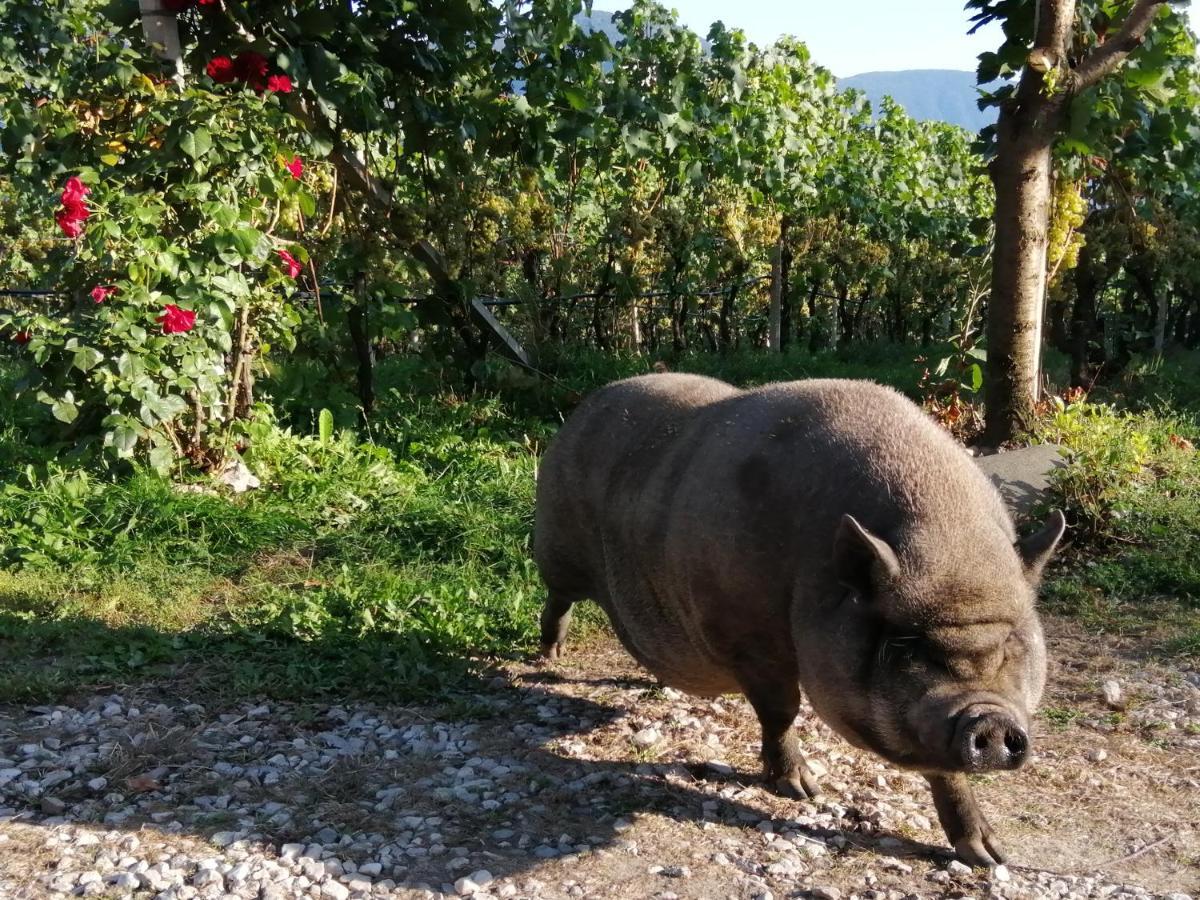 Kerschbamerhof Im Sueden Suedtirols Cortaccia Bagian luar foto